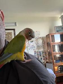 pineapple conure for sale - Photo 2