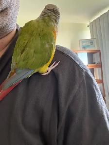 pineapple conure for sale - Photo 3