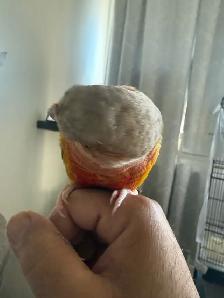 pineapple conure for sale - Photo 4