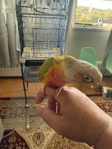 pineapple conure for sale - Photo 5