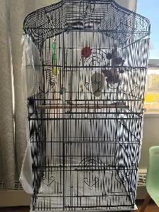 pineapple conure for sale - Photo 6