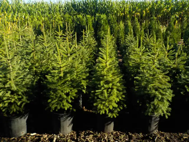 SPRUCE TREES FOR SALE