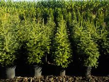 SPRUCE TREES FOR SALE
