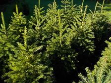 SPRUCE TREES FOR SALE - Photo 2