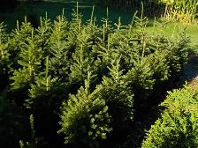 SPRUCE TREES FOR SALE - Photo 3