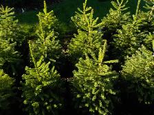 SPRUCE TREES FOR SALE - Photo 4