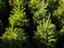 SPRUCE TREES FOR SALE - Photo 5