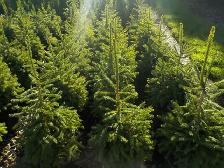 SPRUCE TREES FOR SALE - Photo 6