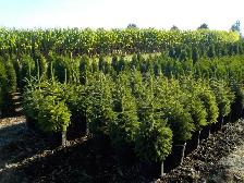 SPRUCE TREES FOR SALE - Photo 7