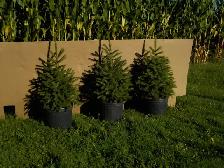 SPRUCE TREES FOR SALE - Photo 8