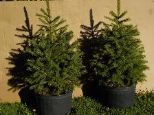 SPRUCE TREES FOR SALE - Photo 9