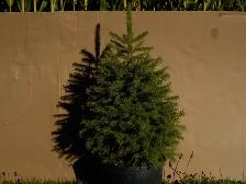 SPRUCE TREES FOR SALE - Photo 10