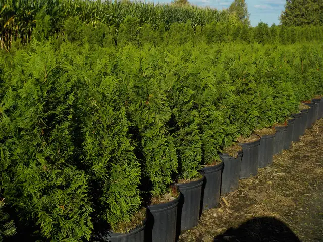 POTTED CEDARS FOR SALE