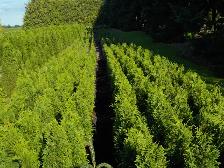 POTTED CEDARS FOR SALE - Photo 2