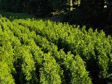 POTTED CEDARS FOR SALE - Photo 3