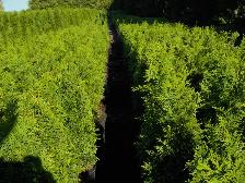 POTTED CEDARS FOR SALE - Photo 4