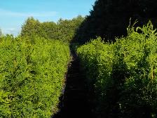 POTTED CEDARS FOR SALE - Photo 5