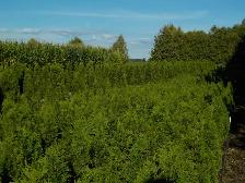 POTTED CEDARS FOR SALE - Photo 6