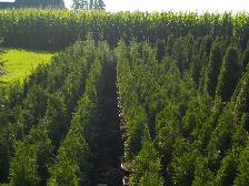 POTTED CEDARS FOR SALE - Photo 7