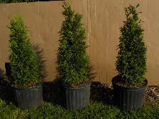POTTED CEDARS FOR SALE - Photo 8