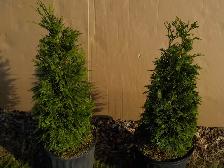 POTTED CEDARS FOR SALE - Photo 9