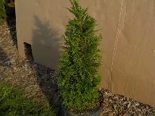 POTTED CEDARS FOR SALE - Photo 10