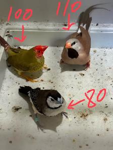 Birds for sale