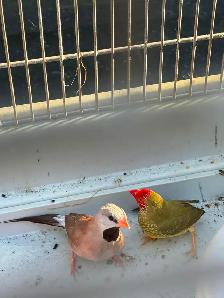 Birds for sale - Photo 2