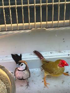 Birds for sale - Photo 3
