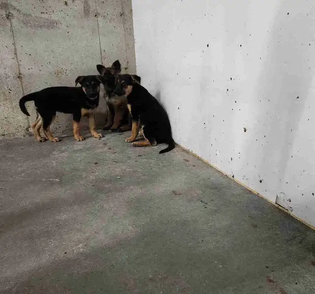 German Shepherd Puppies