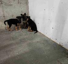 German Shepherd Puppies