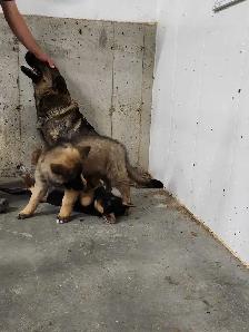 German Shepherd Puppies - Photo 2