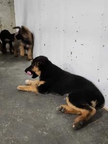 German Shepherd Puppies - Photo 3