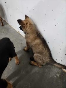 German Shepherd Puppies - Photo 4