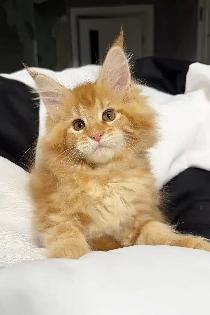 3-Month-Old Male Maine Coon Kitten Looking for Forever H