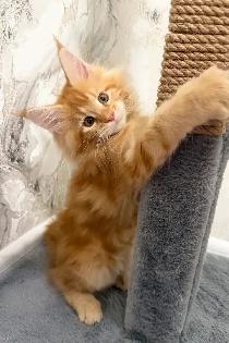 3-Month-Old Male Maine Coon Kitten Looking for Forever H - Photo 2