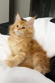 3-Month-Old Male Maine Coon Kitten Looking for Forever H - Photo 3