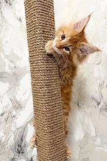 3-Month-Old Male Maine Coon Kitten Looking for Forever H - Photo 4
