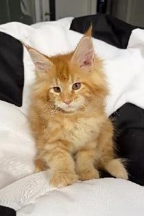 3-Month-Old Male Maine Coon Kitten Looking for Forever H - Photo 5