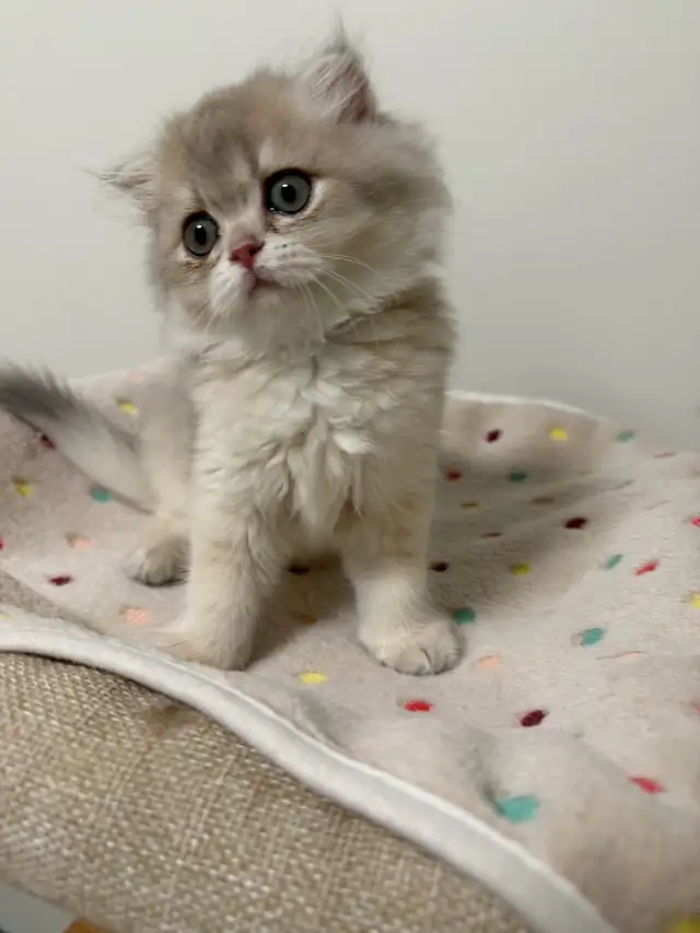 Blue golden Shaded Scottish fold female kitten