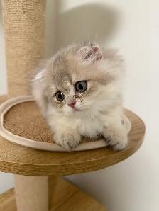 Blue golden Shaded Scottish fold female kitten - Photo 2