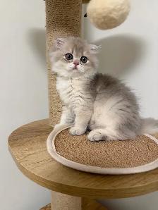 Blue golden Shaded Scottish fold female kitten - Photo 3