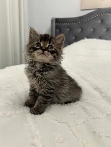 ♡ Siberian Kitten  ♡ health card   sample food ❤️ - Photo 3
