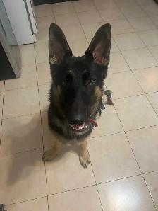 chien a donner