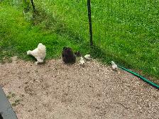 Flock of Docile Fancy Silkie Bantam Hen, Rooster, 4 Cute Chicks - Photo 3