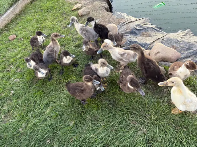 barn yard ducks