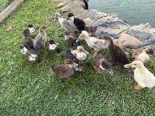 barn yard ducks