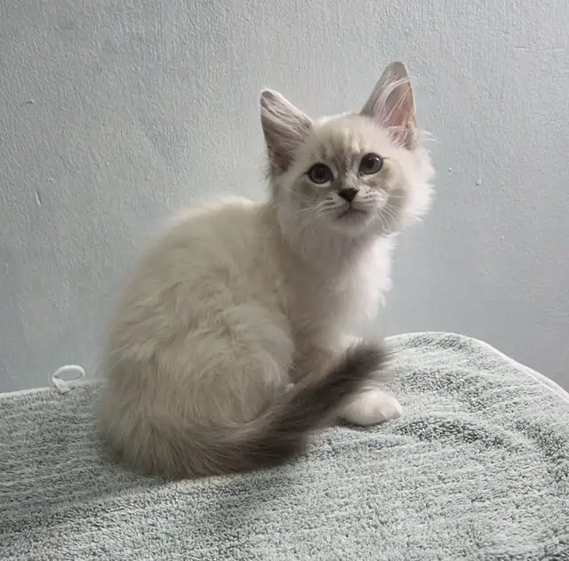 Siberian Ragdoll Mix Kittens