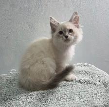 Siberian Ragdoll Mix Kittens