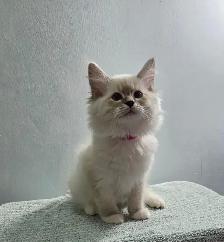 Siberian Ragdoll Mix Kittens - Photo 2
